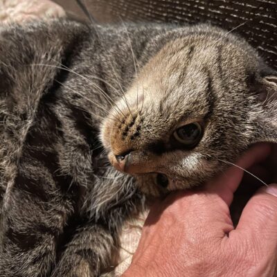 スワンレイクの紅葉も