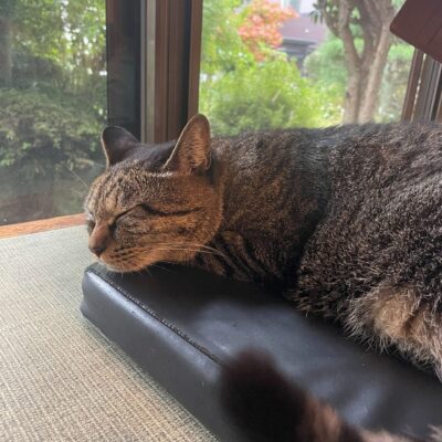 玉造り熟成味噌