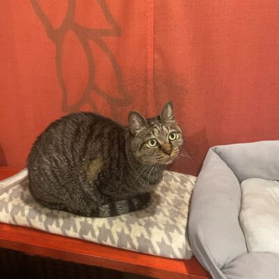 チカラになれること