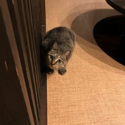 滋賀県からふじ洲へ