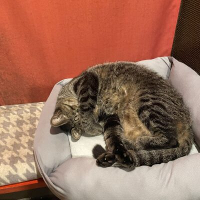 掛け算を楽しむ