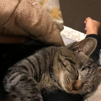 年末のテイクアウトお早めに