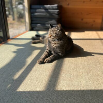 頑張ることは辞めている