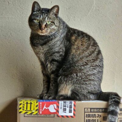 2026あけましておめでとうございます！