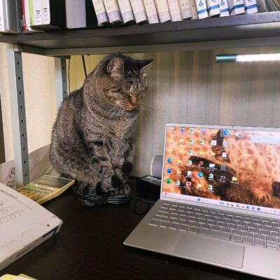 大好評だった海老味噌復活