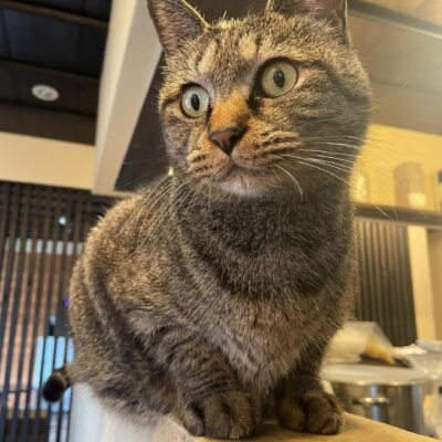 来週はいよいよ猫の日です