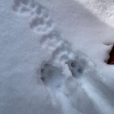 どーしよーかなー