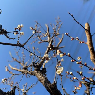 入り口の梅が咲きました